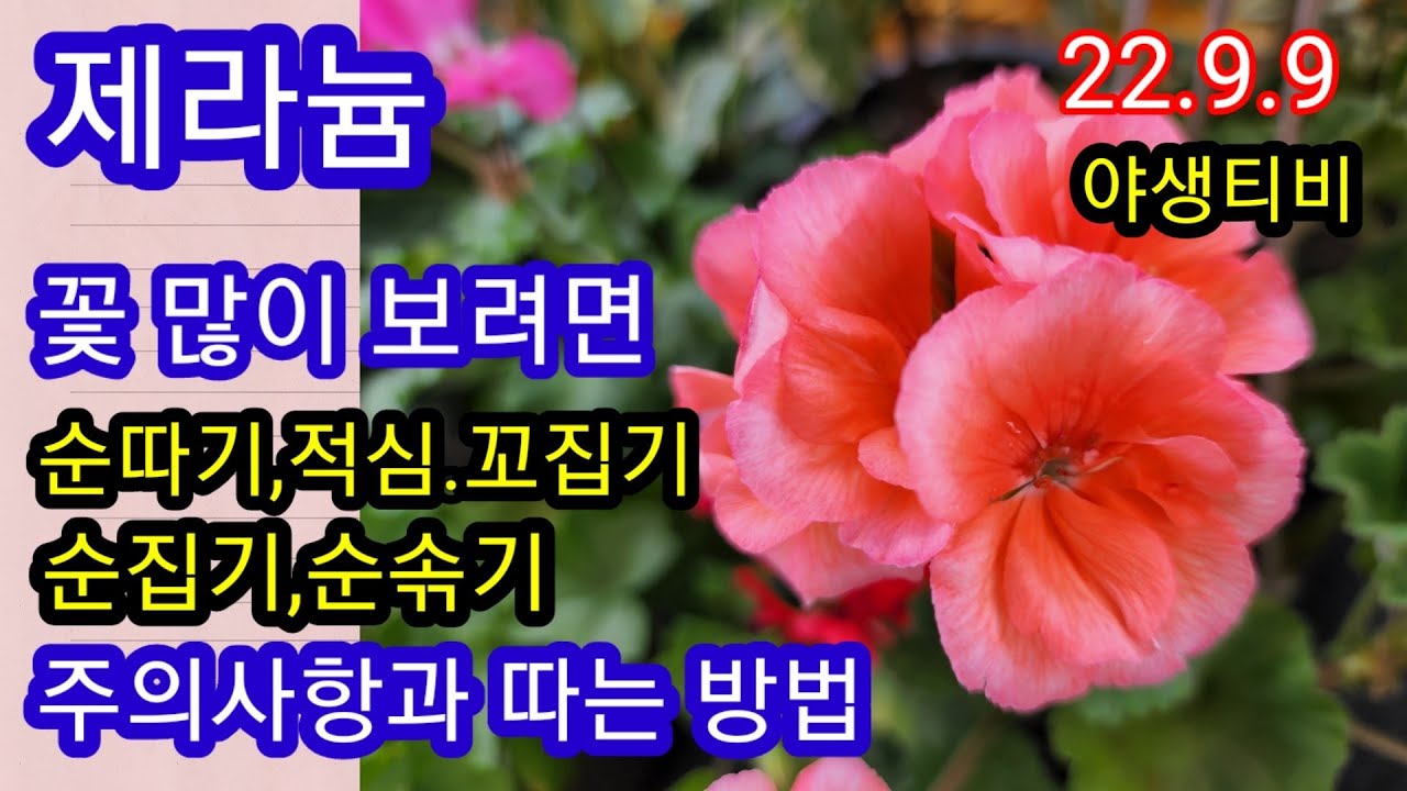 제라늄.꽃 많이 보는 방법은 적심이 최곱니다.