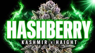 Hashberry: The strain created from pure landrace genetics