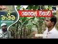 Banana Cultivation in Sri Lanka | කෙසෙල් වගාව