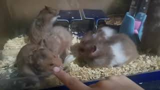 TREAT DAY/Hamster Day by HONEY IN PINAS 21 views 1 year ago 1 minute, 11 seconds