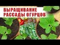 ВЫРАЩИВАНИЕ РАССАДЫ ОГУРЦОВ 🌱АЭЛИТА