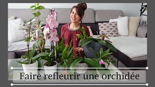 Entretenir et faire refleurir une orchidée phalaenopsis