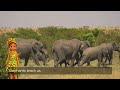 Five Famous Animals From Africa