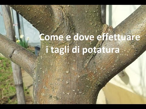 Video: Alberi potati in eccesso & Arbusti - Come riparare la potatura in eccesso nelle piante