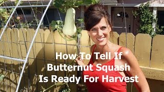 When to Harvest Butternut Squash