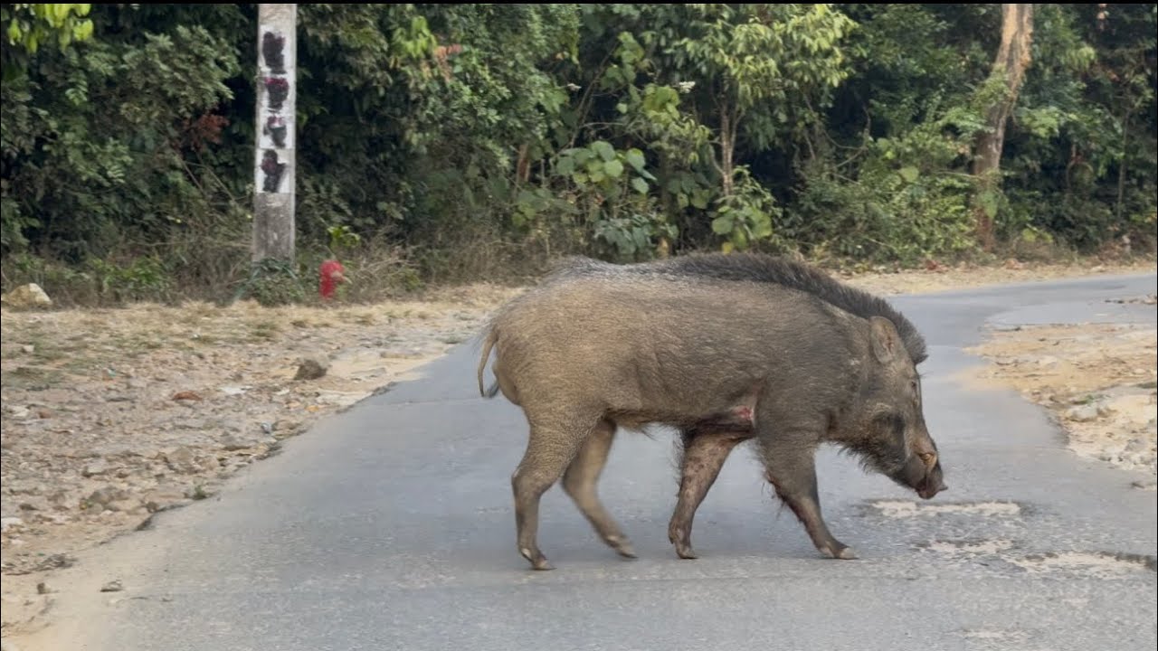 നല്ല അസ്സല് പന്നി☠️