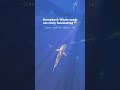 You Won’t Believe What We Heard While Diving with Sharks… 🐋😱 #hawaii #freediving #sharkid_avi