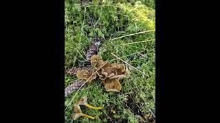 Trattkantarell Craterellus tubaeformis เห็ดแตรขาเหลือง