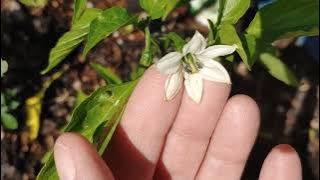 Download lagu Beet Greens & Beet Recipe