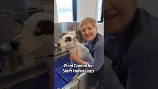 Shed Control for Short-Haired Dogs