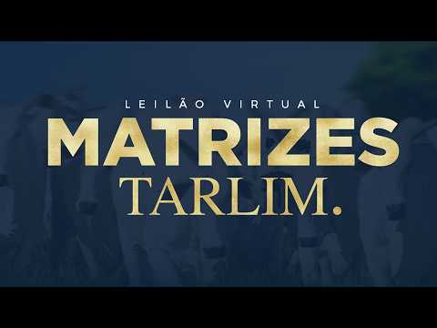 LOTE 19