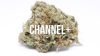 Channel+ Strain Review