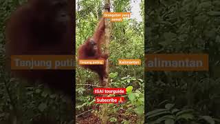 Taman Nasional Tanjung Puting