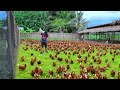 Free-range Chicken Farming ( Episode 59)│Harvesting hundreds of eggs & Feeding 800 native chickens