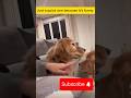 ￼ Hilarious - funny dog
