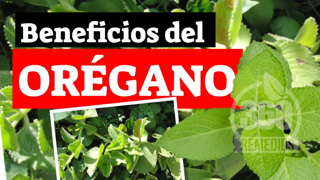 ¿Cuales Son Los Beneficios Del Oregano? Se Hace El Te De Oregano