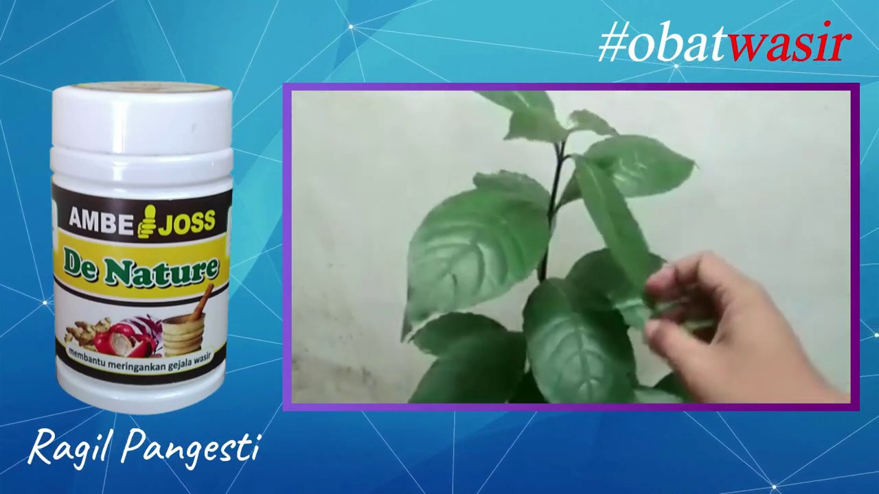 DAUN UNGU UNTUK OBATI WASIR 