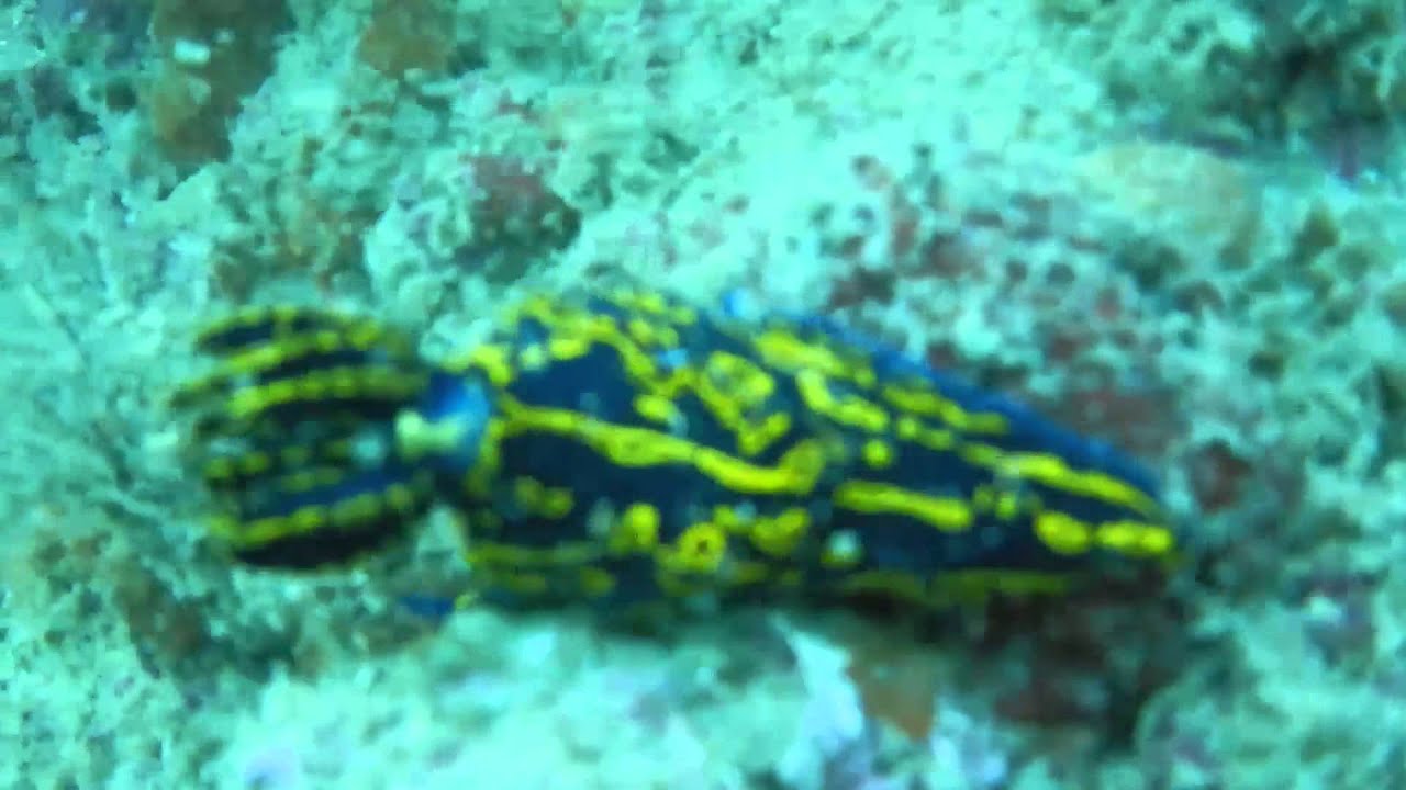 Sarasota Scuba Jan2015 YouTube