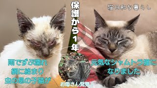 【保護猫】今日で保護して1年野良猫から家猫になった1年を振り返ります/貝くんのお母さんを発見