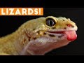Ultimate lizard compilation of 2018  funny pets