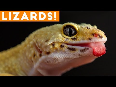 ultimate-lizard-compilation-of-2018-|-funny-pet-videos