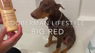 How to Bathe Your Dog At Home Tips And Tricks DOBERMAN PINSCHER VIRAL VIDEO