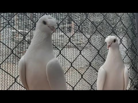 Yuva kızdıran Güvercin sesi