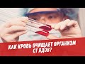 Как кровь очищает организм от ядов? — Шоу Картаева и Махарадзе