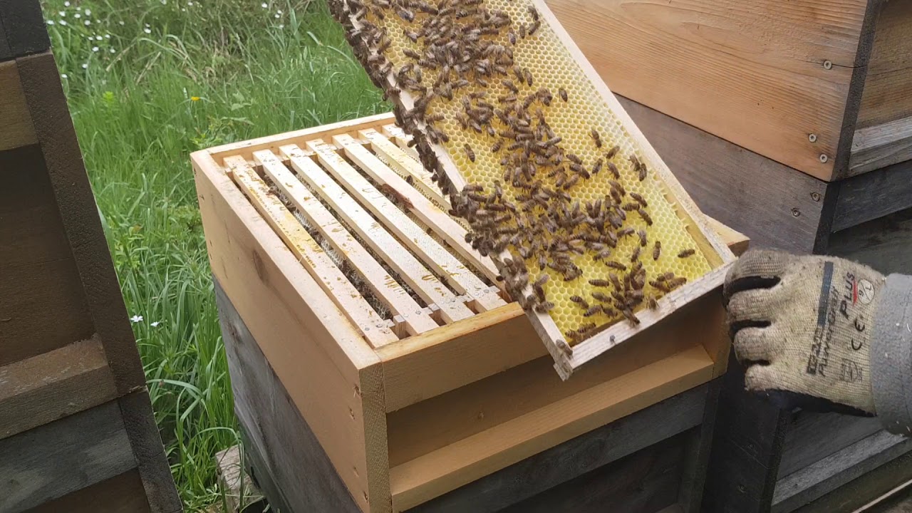 Schwarmkontrolle und komplette Durchsicht Zander zwei drittel