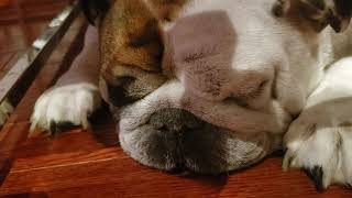 Do English Bulldogs Snore? ASMR !  HOLY S#/T.