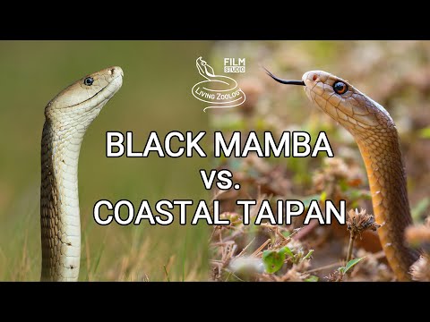 Black mamba vs. Coastal taipan - Battle of the deadly snakes