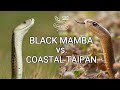 Black mamba vs coastal taipan  battle of the deadly snakes