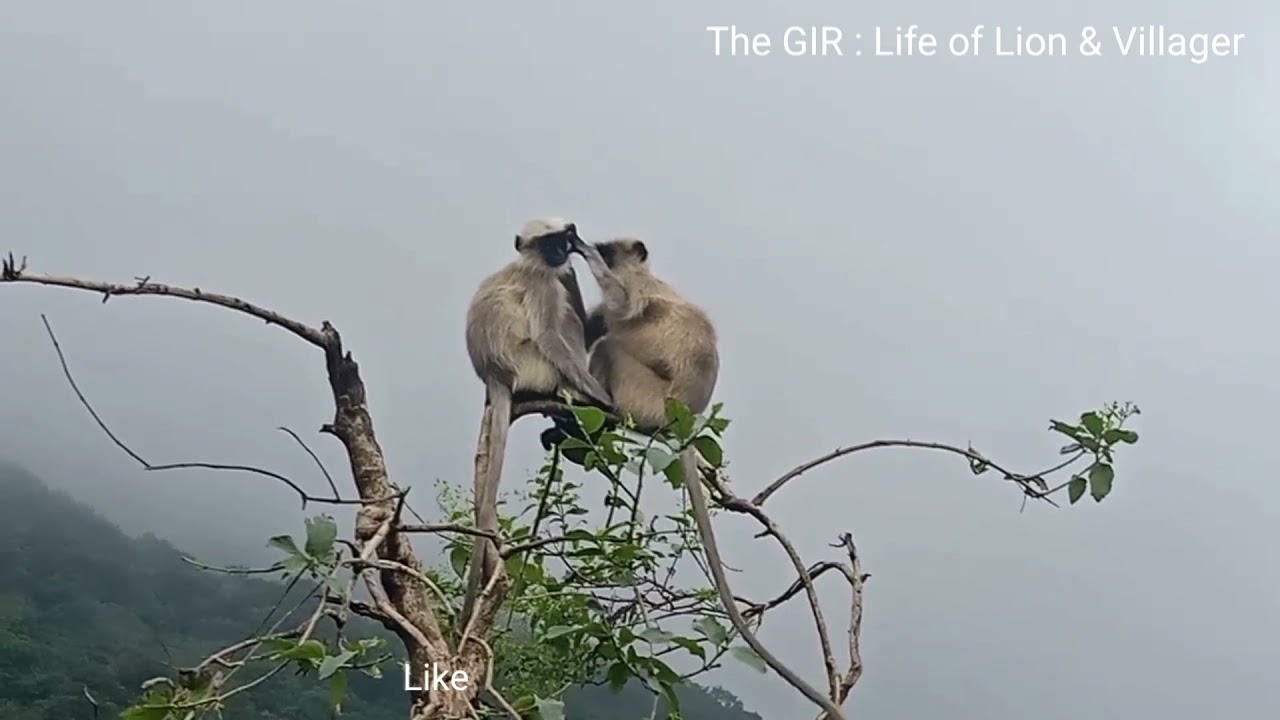Good morning Gir || welcome Nature morning safari at Gir Gujarat india || #shorts || #national_park