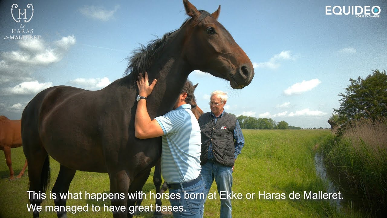 Mais d'où viennent les meilleurs chevaux de dressage ?