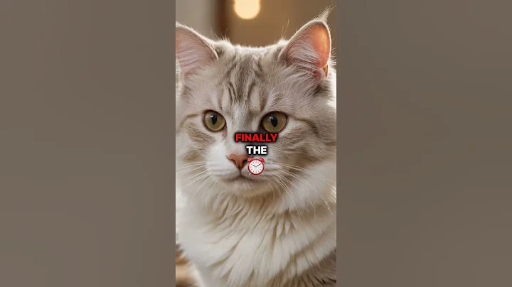 Watch the video about Meet the Amazing American Curl Cat