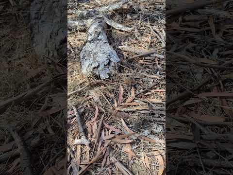 Transporting Pygmy Copperhead