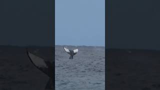 Whale Says Hi To Surfers 🥹