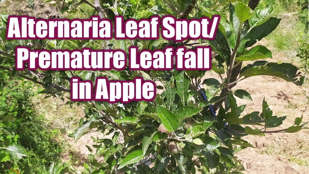 Alternaria Leaf Spot Spray || Premature Leaf fall Spray || 