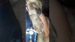 مشمش والنوم صديقان Michmich Always Wants To Sleep