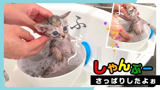 【子猫のシャンプー】ミニタライでウットリ♪★〈保護猫〉Kitten growth record