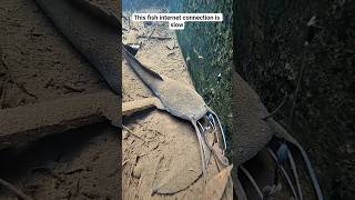 I Think The Fish Is Afk At The Moment