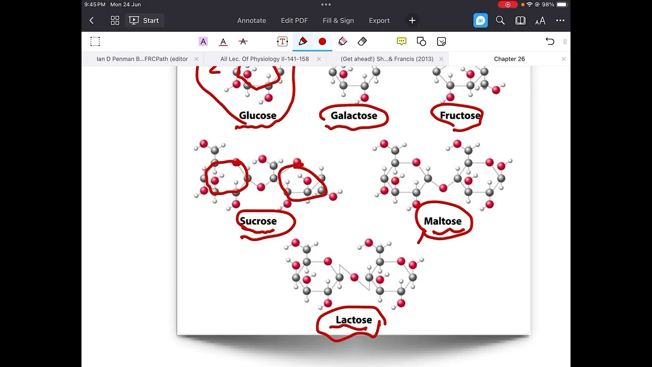 شرح المواد الوزارية لقسم الصيدلة / مرحلة ثانية / physiology / chapter 26 part 1