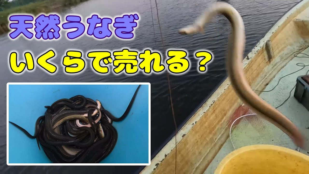 天然ニホンウナギいくらで売れる？漁師の収入公開！！うなぎ延縄漁で極太ウナギを釣りまくる！【うなぎ釣り】