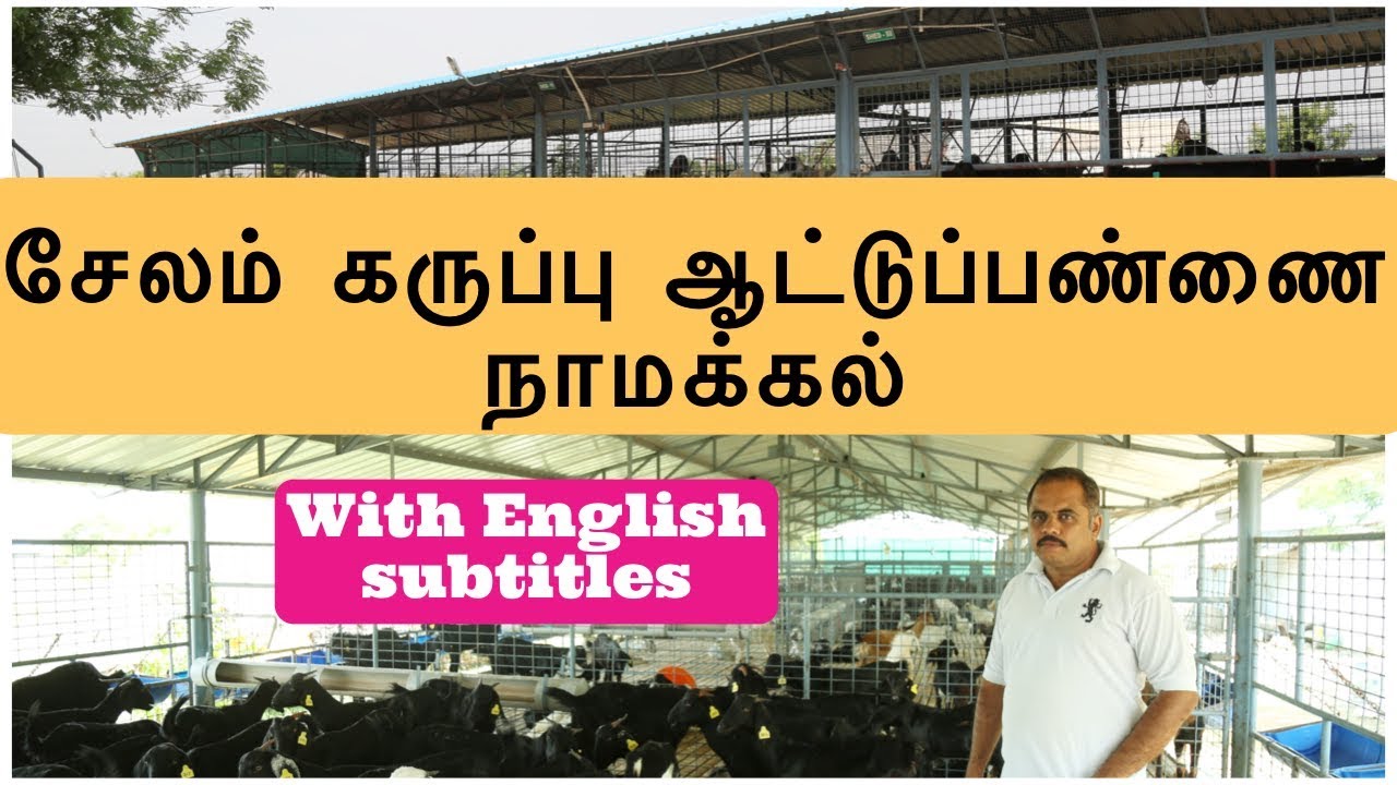 சேலம் கருப்பு ஆட்டுப்பண்ணை நாமக்கல் IDEAL Goat Farms Namakkal