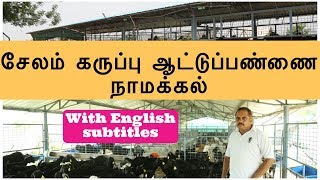 சேலம் கருப்பு ஆட்டுப்பண்ணை நாமக்கல் IDEAL Goat Farms Namakkal