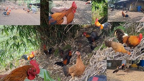 Hlau youtube/log peb saib qaib dib cob tiag tiag.gà mồi tơ khá đẹp