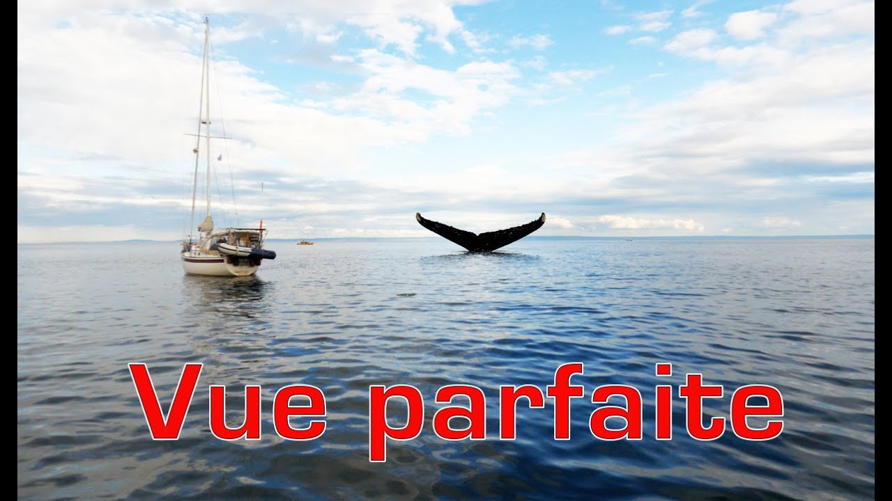 Une vue parfaite pour voir des baleines (S03E16)
