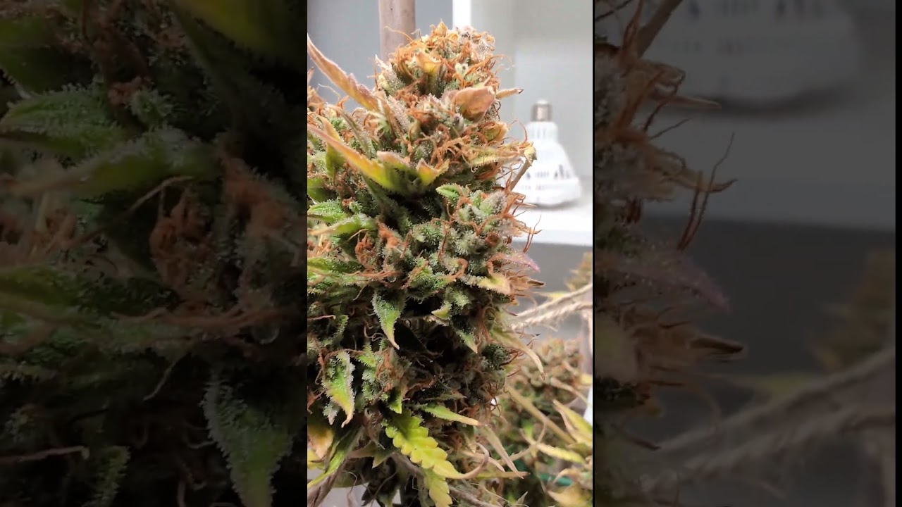 Blueberry Autoflowering [pre harvest]