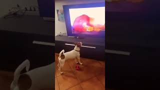 Reaction of dog watching lion king #shorts #viral #youtubeshorts