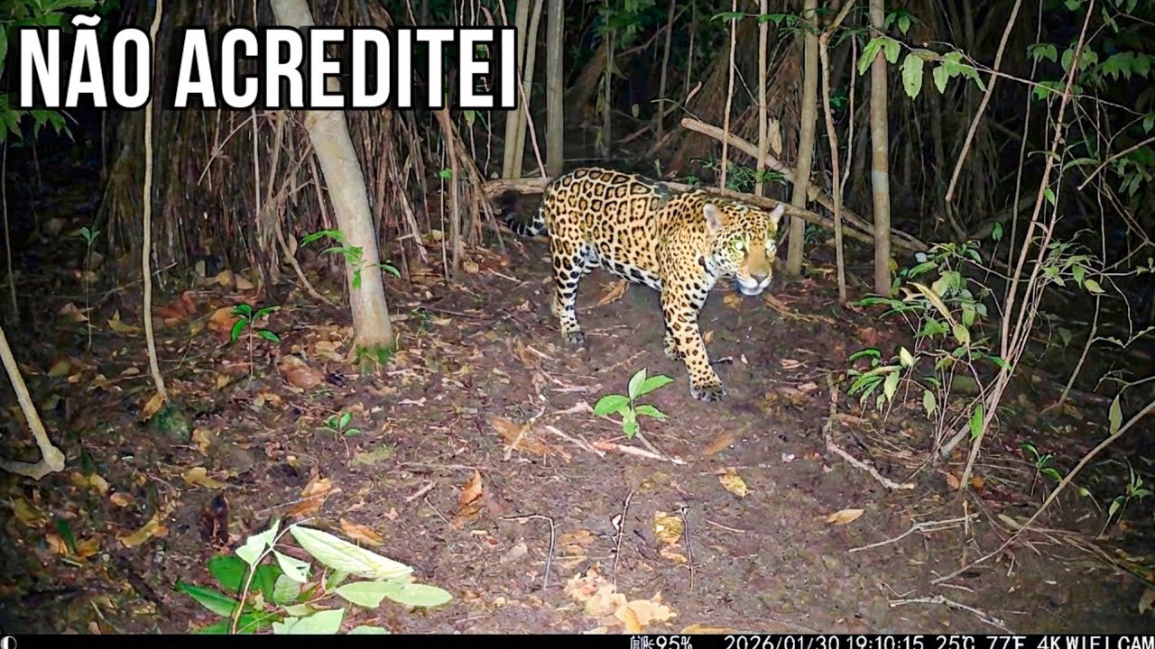 NÃO DÁ PRA ACREDITAR NO QUE ESSA ONÇA FEZ — CADA DIA MAIS DIFÍCIL